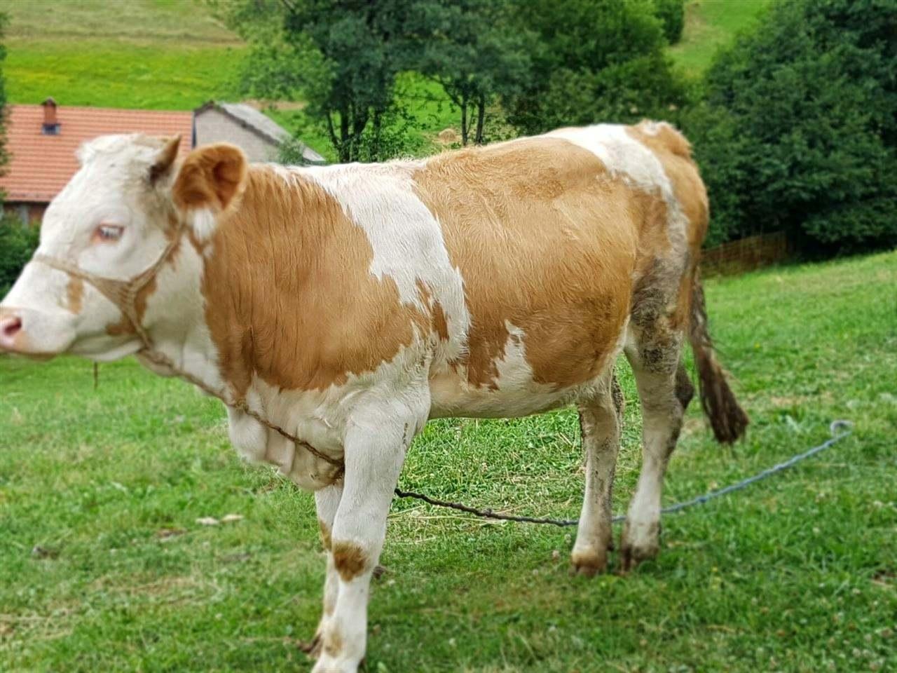 Mshtjerra