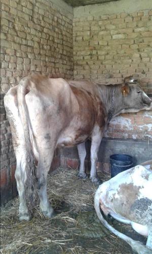 shitet lopa bars 5 muj e gjys