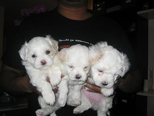 Maltezer