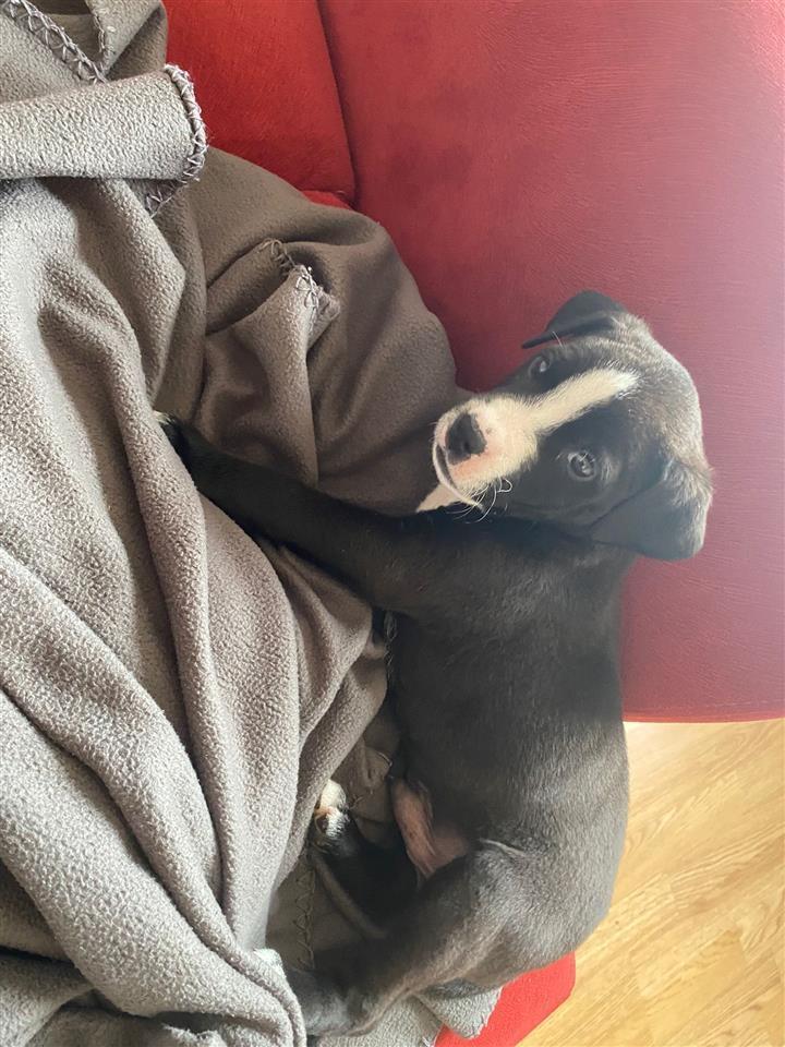 Pitbull