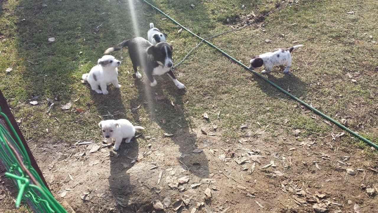 Qentë-e-vegjel