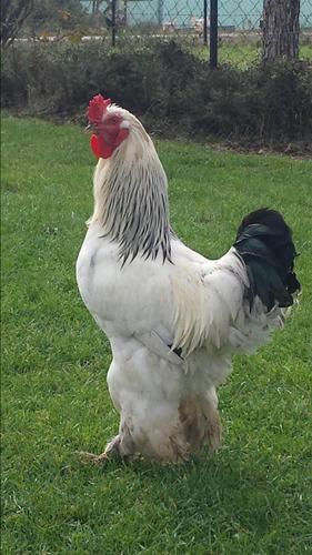 Brahama