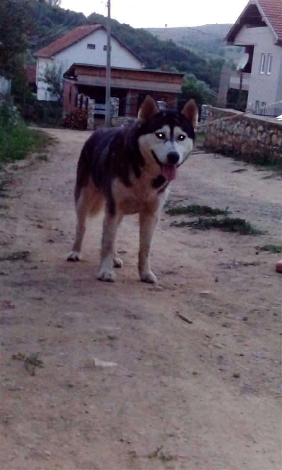 Haski