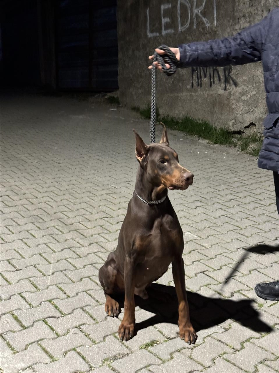Doberman