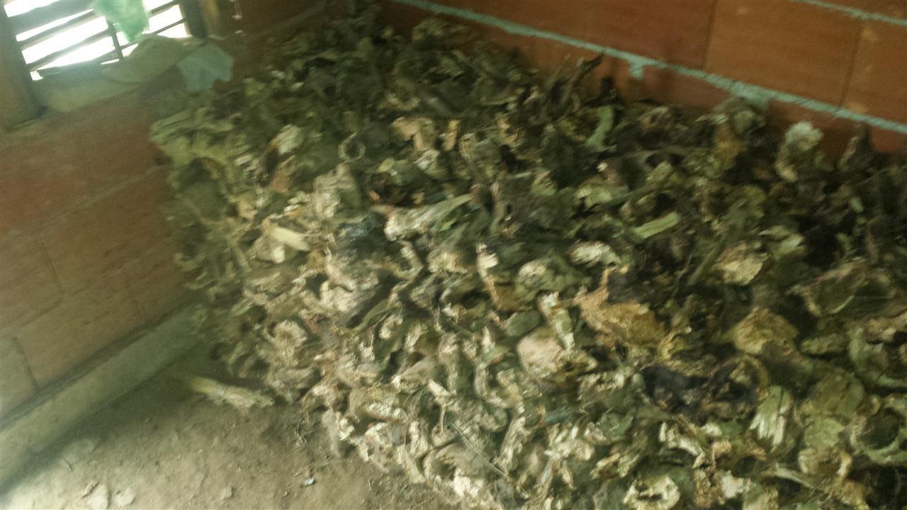 Cunga-