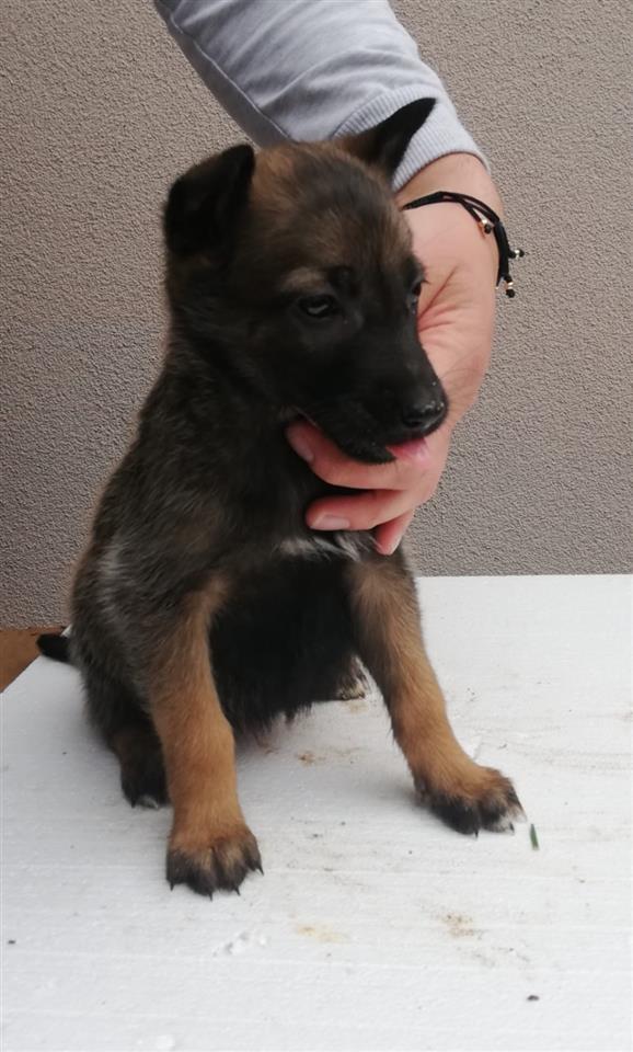 Belgian-malinois