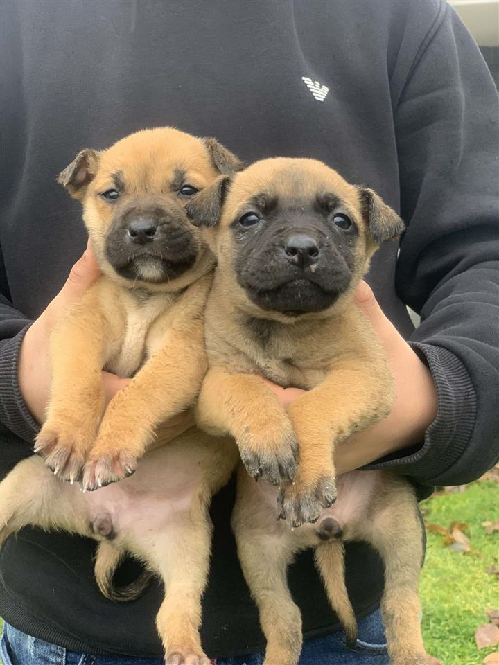 Per-adoptim