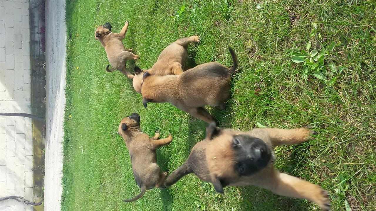 malinos