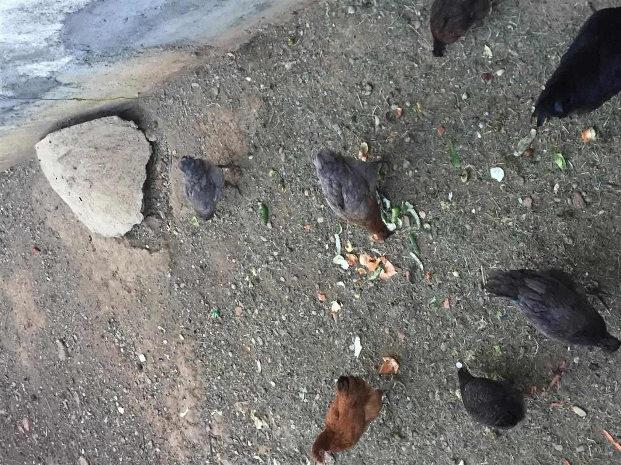 pula-te-katunit