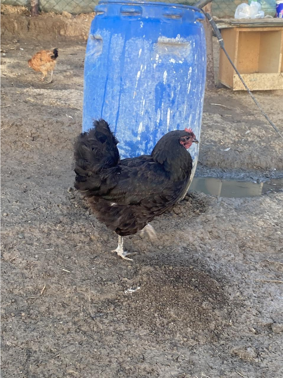Pula