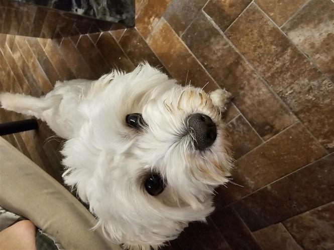 Maltezer