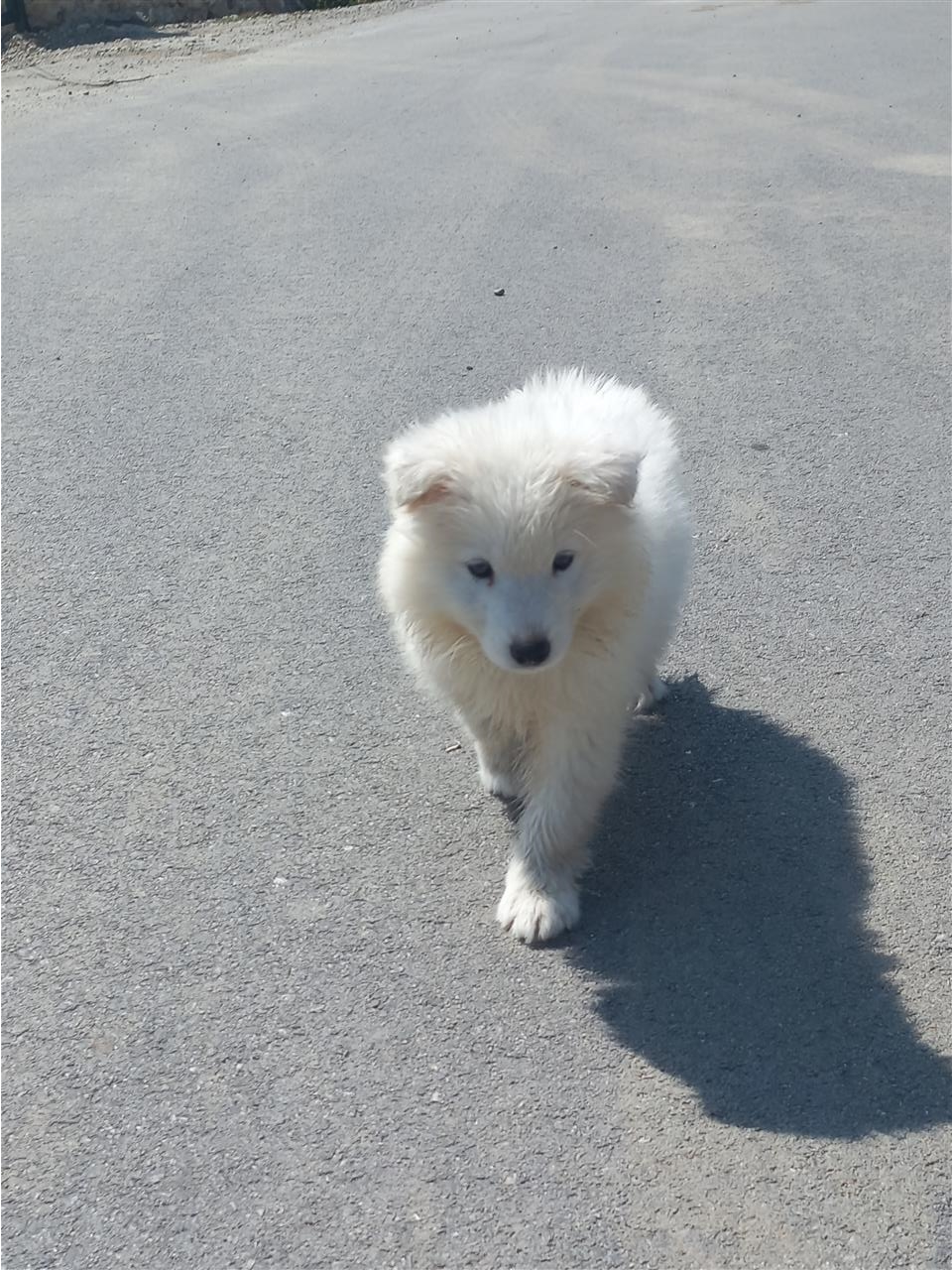 Samoyed