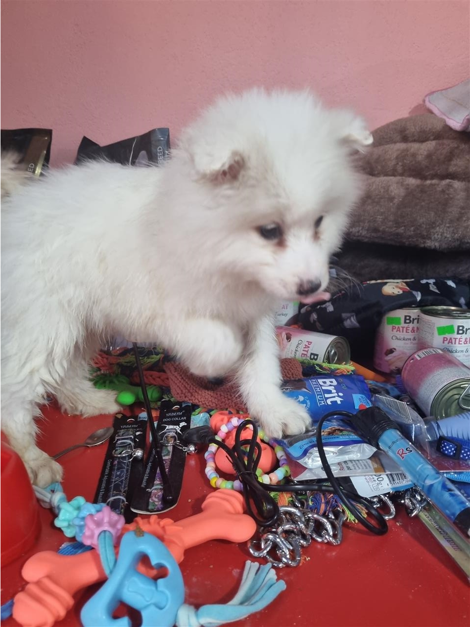Samoyede