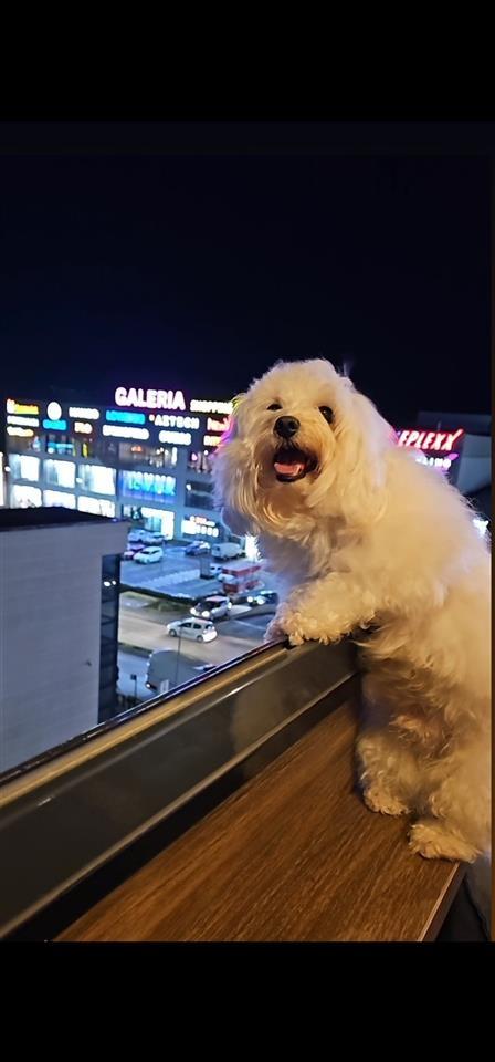 Maltezer