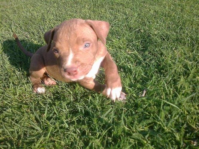 pitbull