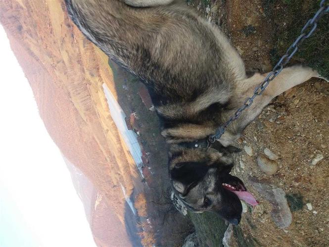 Simba