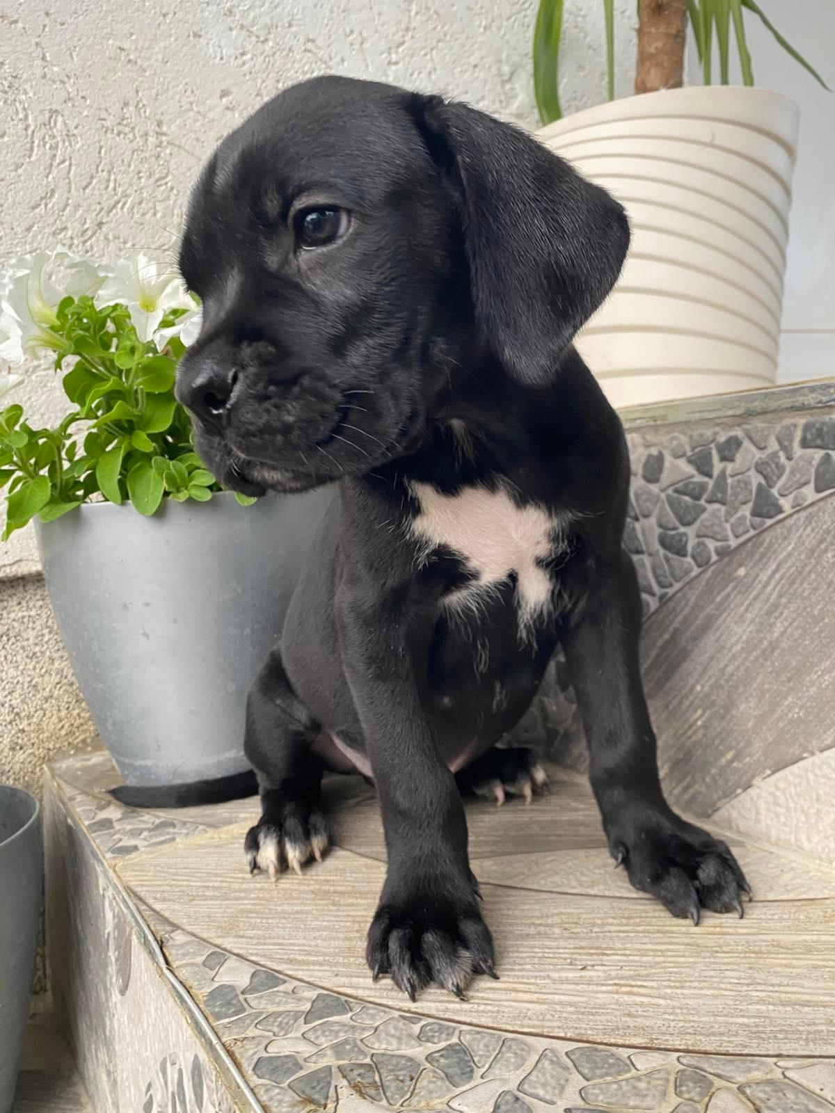 Cane-Corso