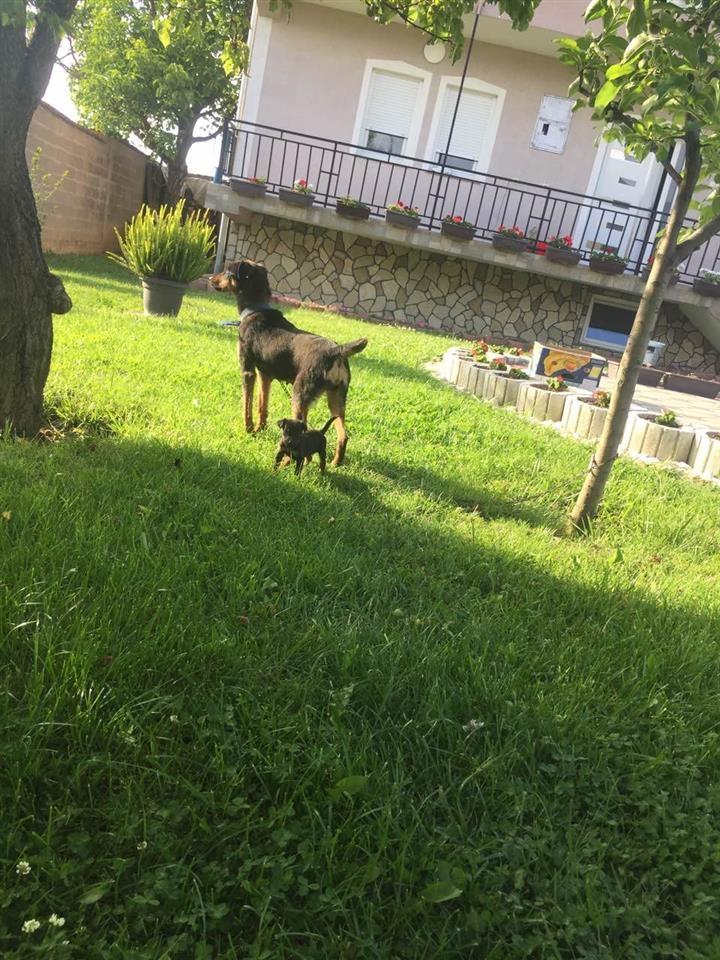 terrierja