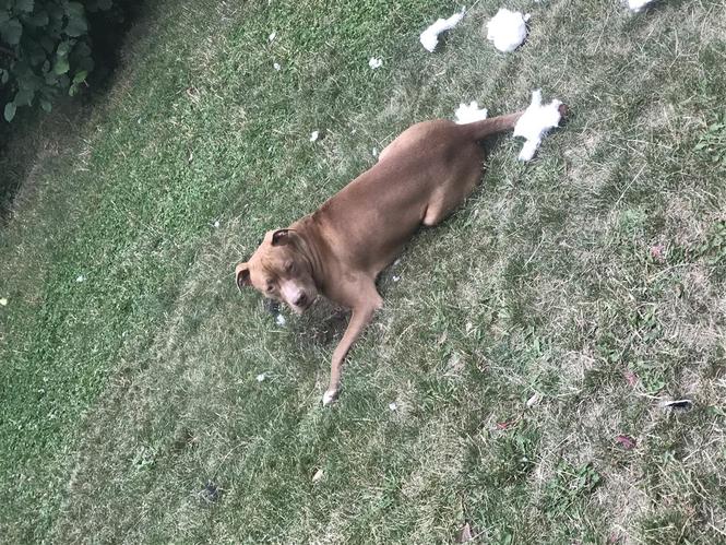 Pitbull