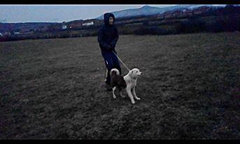 Bubi