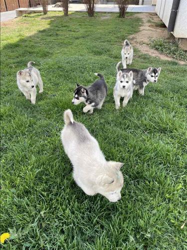 Hasky