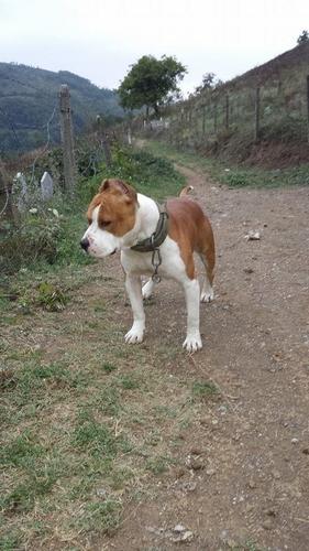 Pitbull