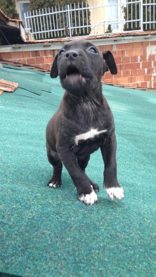 Pitbull