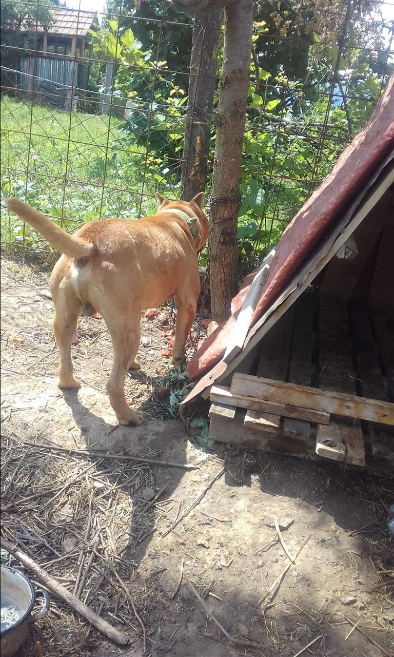 Pitbulli-