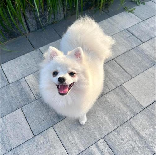 Mini Shpic