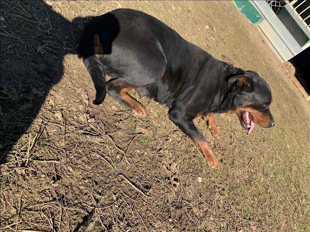 Rottweiler
