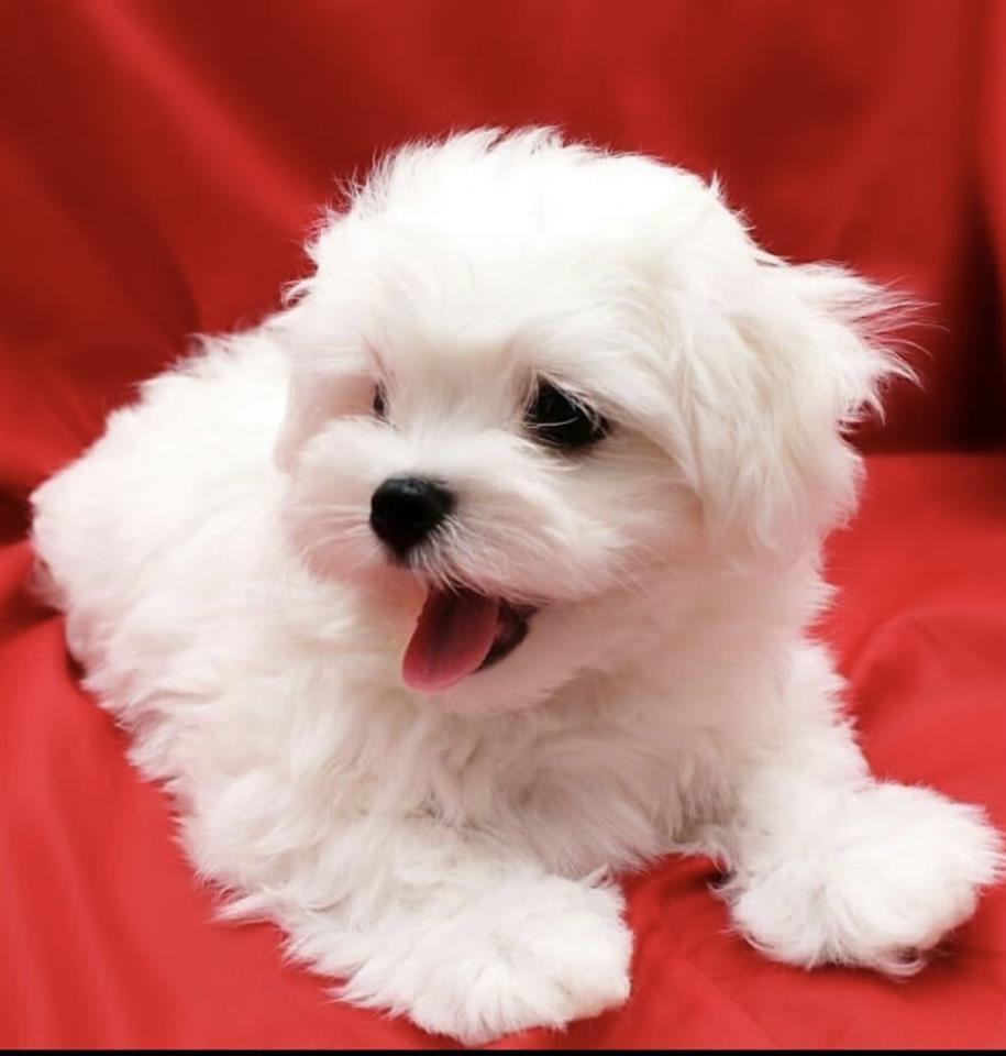 Maltezer-