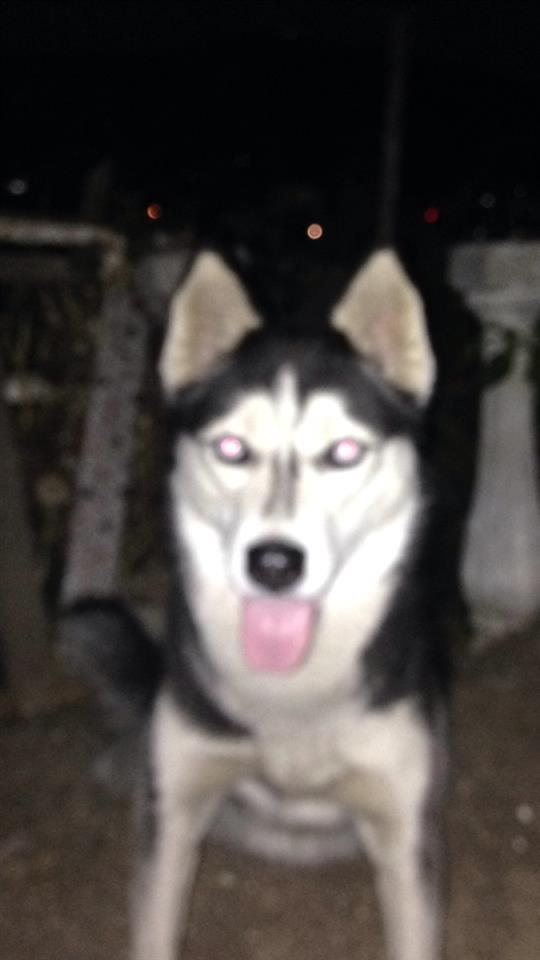 Hasky-