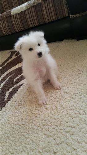 Samoyed klysh