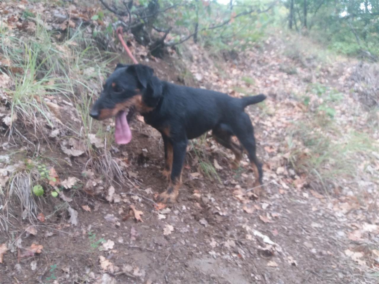Terrier-