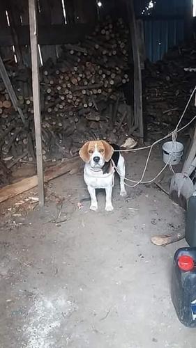 Zagar (BEAGLE)