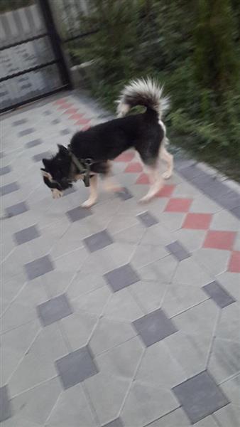 hasky