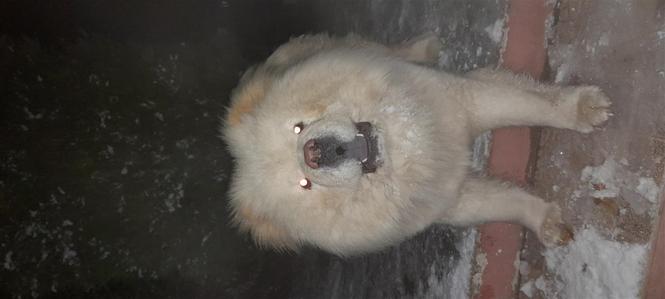 Chow chow mashkull