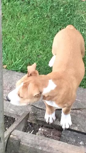 Pitbulli