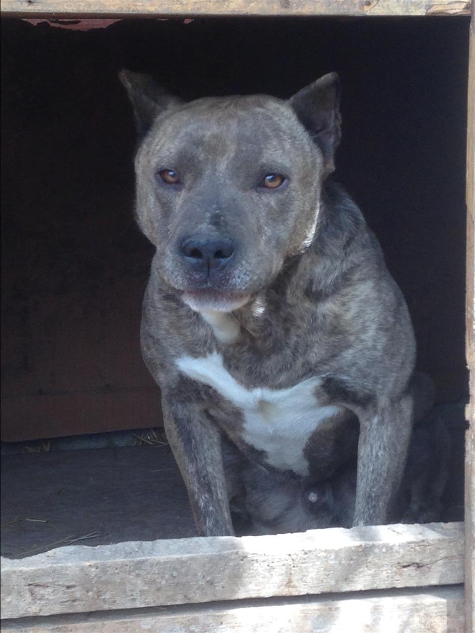 Pitbull