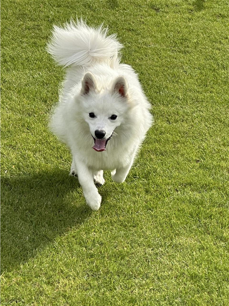 Minispitz