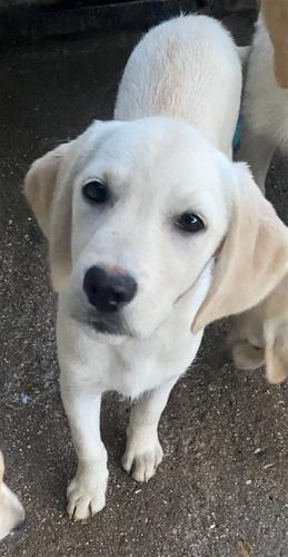 Labrador