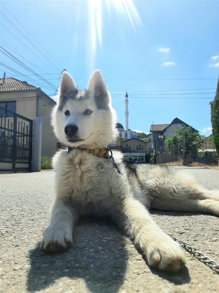 Haski-