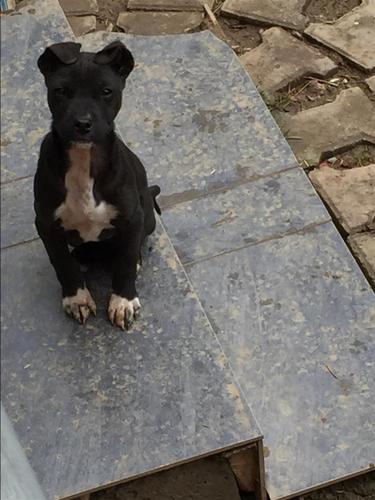 Klyshi pitbull 