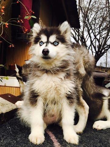 HASKY