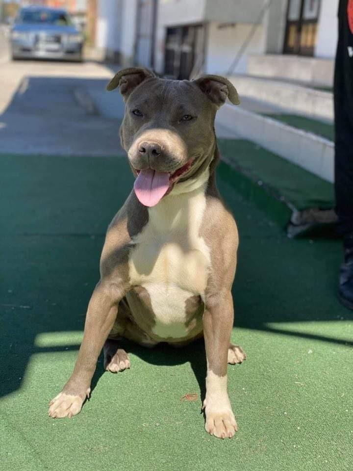 pitbull