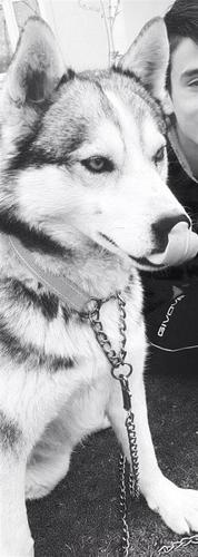 SIBERIAN HASKY 