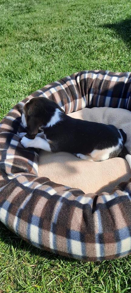 Beagle