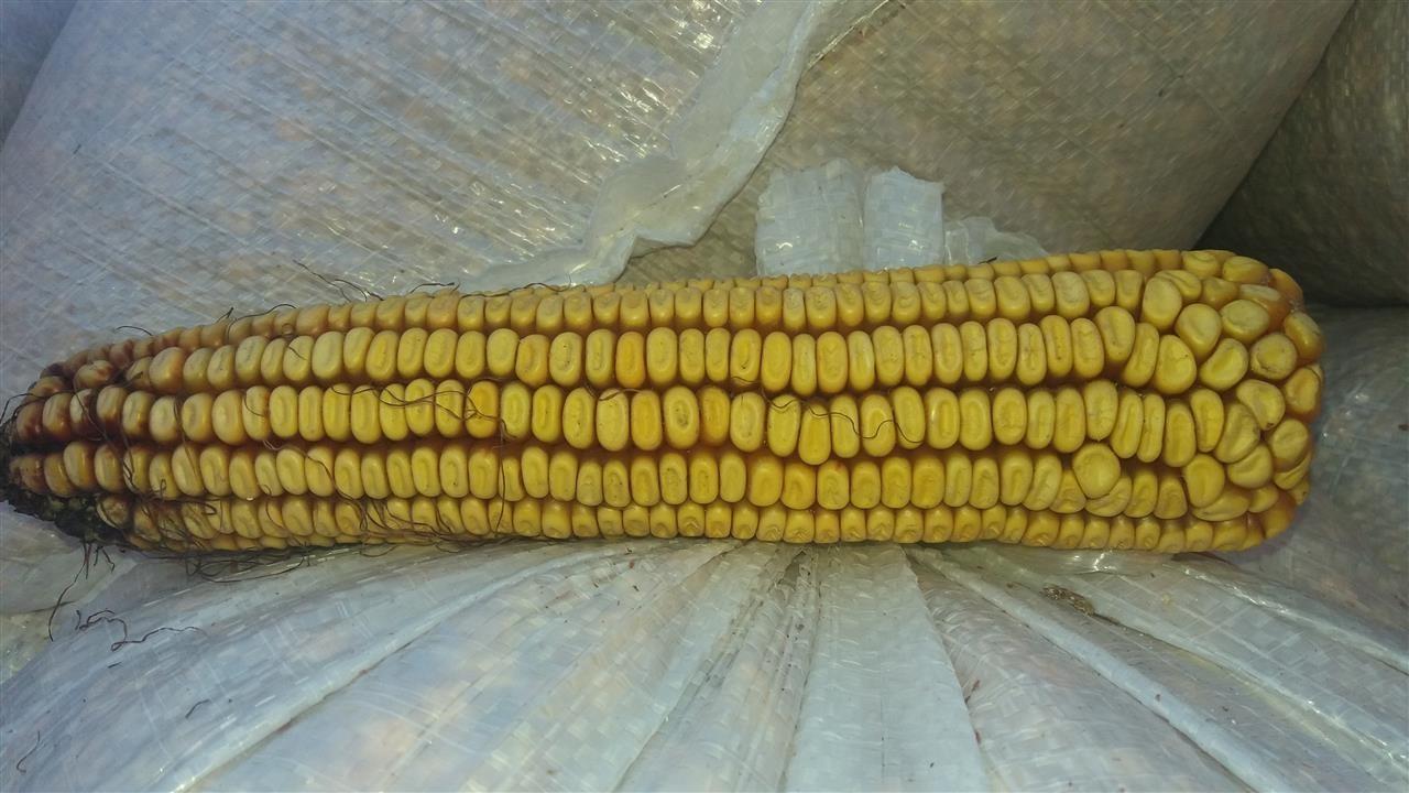 Miser-te-sivjetshit