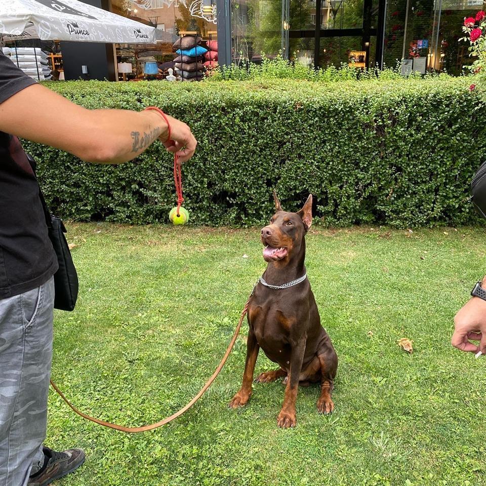 Doberman