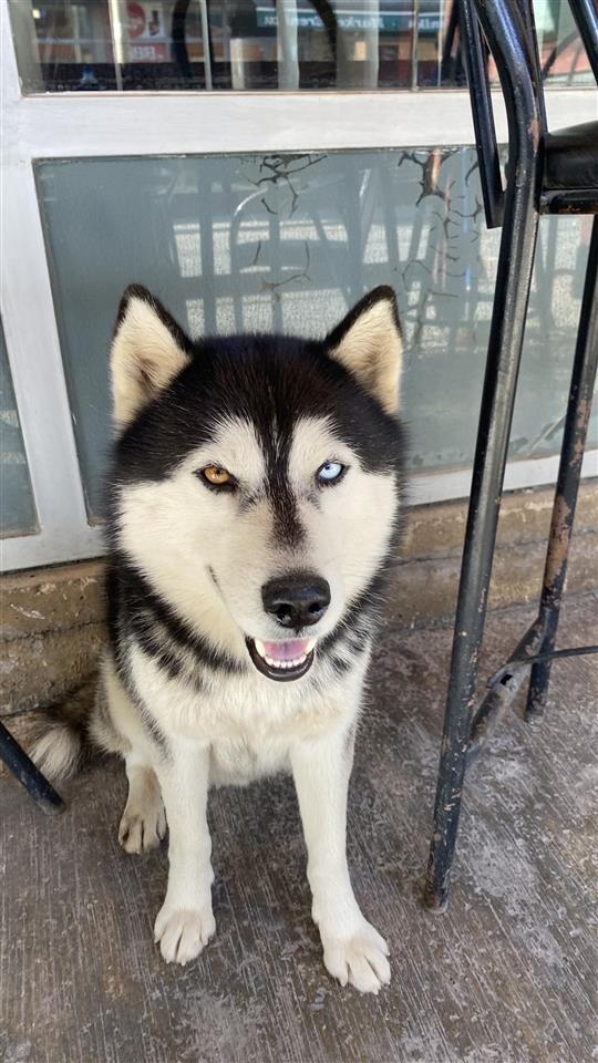 Hasky